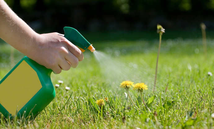 Spraying the dandelions